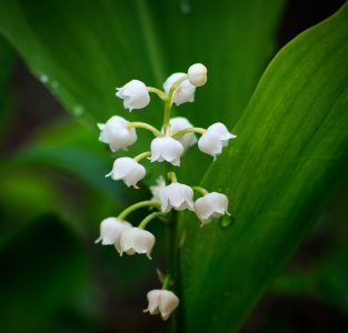 #fleur-vendeur-muguet