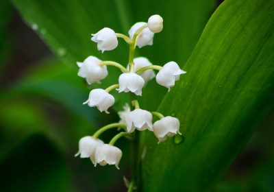 1er mai – Une fleur pour les vendeurs de muguet