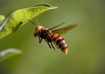 Espèces exotiques envahissantes – De coûteuses invasions