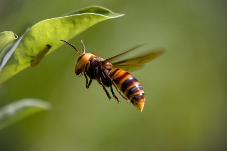 #animaux-exotiques-invasion-couteuse