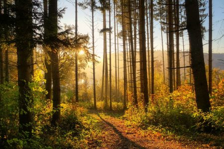 #mauvais-placement-forestier-treesition