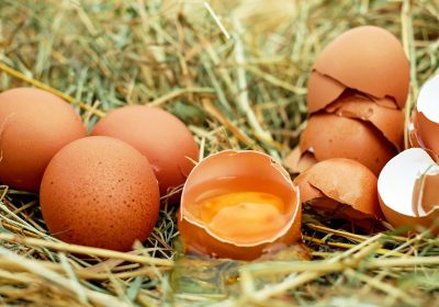 Produits dangereux – Rappel massif d’œufs de poule de plein air