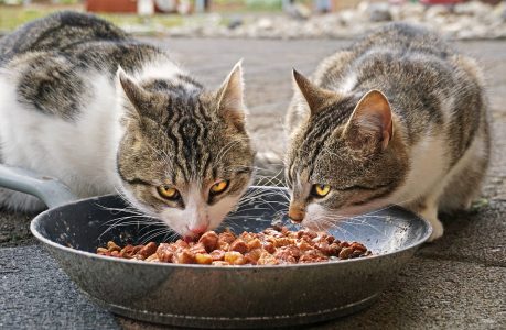 #alimentation-chiens-chats-produits-dangereux