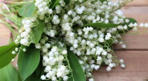 1er mai – Une fleur pour les vendeurs de muguet
