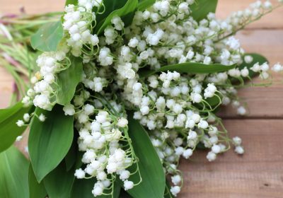 1er mai – Une fleur pour les vendeurs de muguet