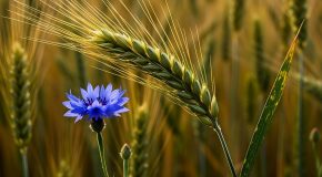 Lettre ouverte au Gouvernement et aux eurodéputé.e.s – Nouveaux OGM, ne sacrifions pas notre agriculture et notre alimentation