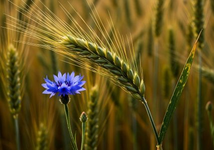 #lettre-gouvernement-agriculture-ogm