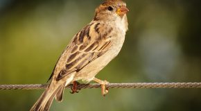 Biodiversité – 277 millions de moineaux disparus