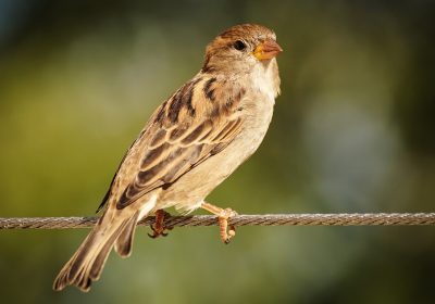 Biodiversité – 277 millions de moineaux disparus