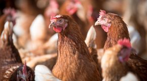 Œufs de poules en cage – Toujours en rayon, malgré les promesses
