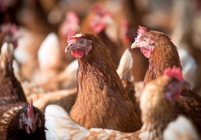 Œufs de poules en cage – Toujours en rayon, malgré les promesses