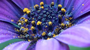 Allergies – Comment les pollens sont placés sous surveillance