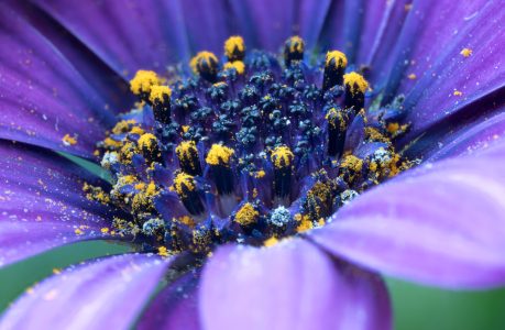 #allergies-pollen-surveillance